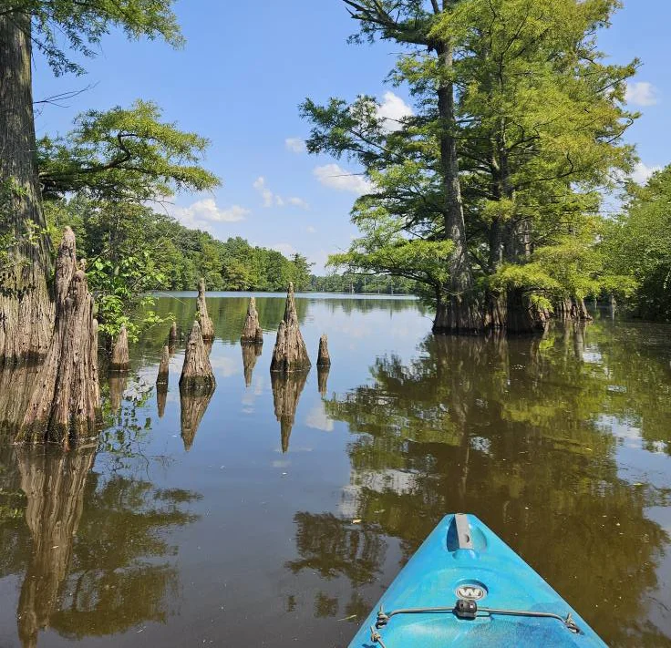 A blue kayak floats on calm water surrounded by cypress trees and their exposed roots under a clear blue sky, offering a glimpse of the serene beauty found on guided kayak tours.