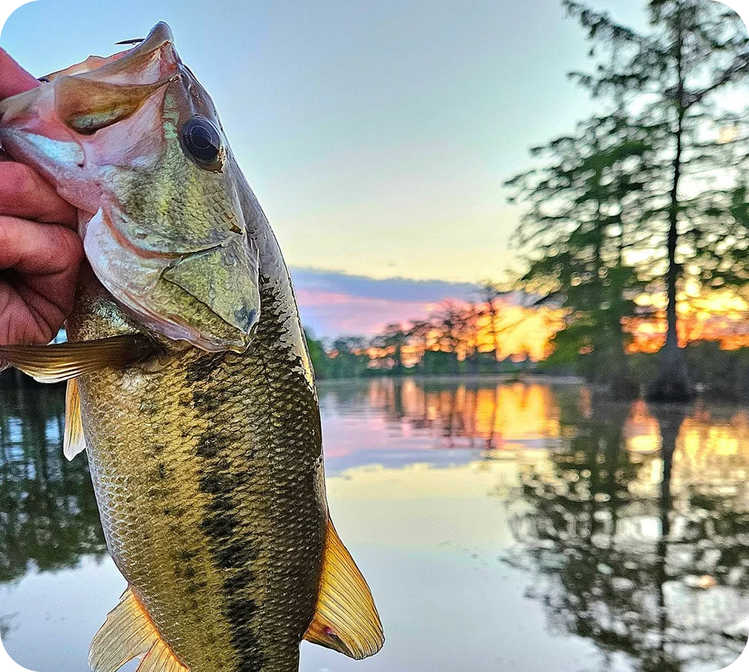 About Joey: A person holds a largemouth bass by the mouth near a calm lake at sunset, with trees reflected in the water.